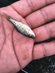 Barbodes semifasciolatus