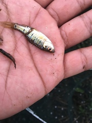 Barbodes semifasciolatus