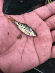 Barbodes semifasciolatus