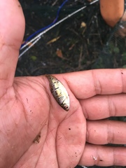 Barbodes semifasciolatus