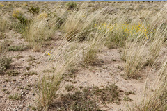 Sporobolus contractus