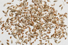 Sporobolus contractus