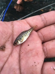 Barbodes semifasciolatus