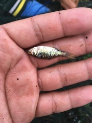 Barbodes semifasciolatus