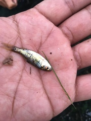 Barbodes semifasciolatus