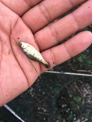 Barbodes semifasciolatus