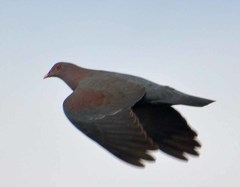 Patagioenas flavirostris