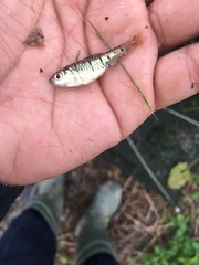 Barbodes semifasciolatus