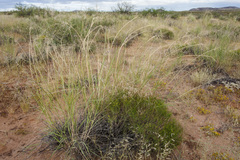 Sporobolus flexuosus