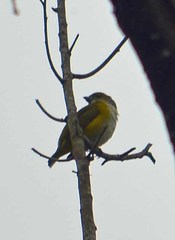 Euphonia hirundinacea