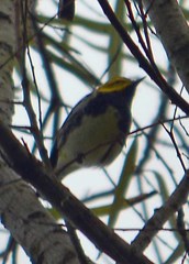 Setophaga virens