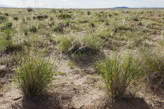 Sporobolus flexuosus