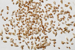 Sporobolus flexuosus