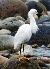 Egretta thula