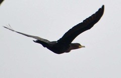 Nannopterum brasilianum