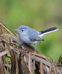 Polioptila caerulea