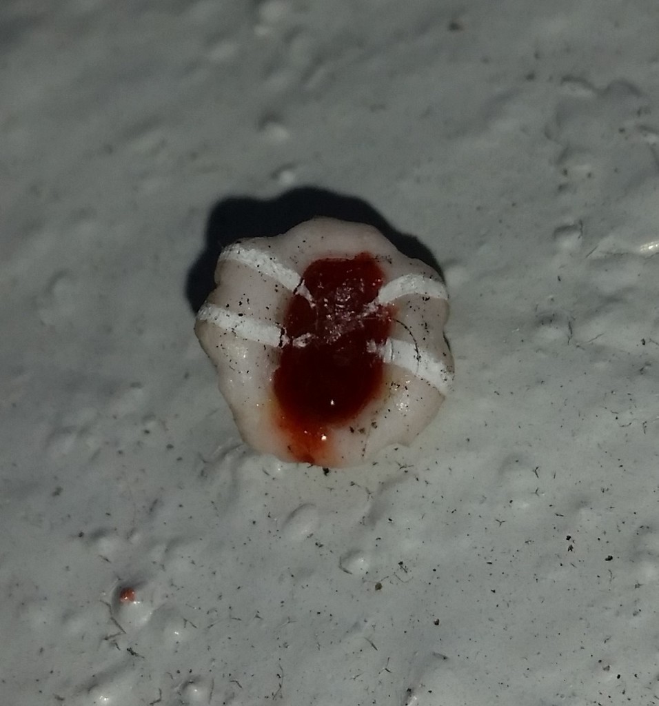 Florida wax scale