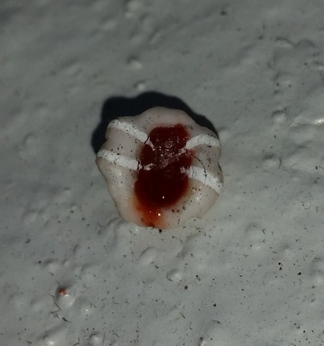 Florida wax scale