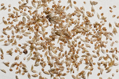 Sporobolus flexuosus