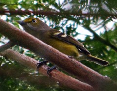 Vireo griseus