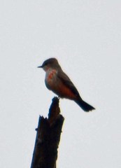 Pyrocephalus rubinus