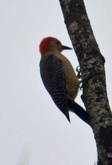 Melanerpes aurifrons