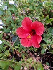 Hibiscus