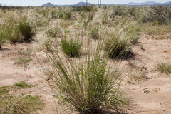 Sporobolus flexuosus