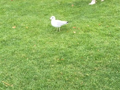 Larus delawarensis