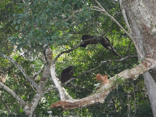 Piliocolobus oustaleti