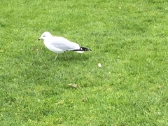 Larus delawarensis