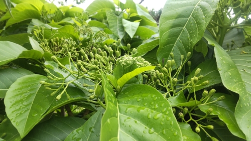 Pisonia grandis