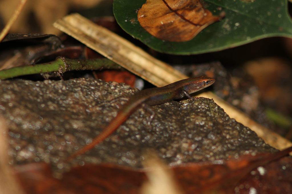 Rainforest Edge Litter-Skink