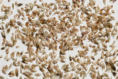 Sporobolus flexuosus