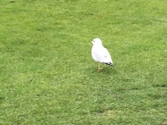 Larus delawarensis