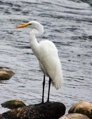 Ardea alba