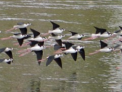 Himantopus mexicanus