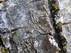 Lecanora demosthenesii