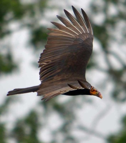 Lesser Yellow-headed Vulture