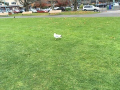 Larus delawarensis
