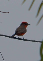 Pyrocephalus rubinus