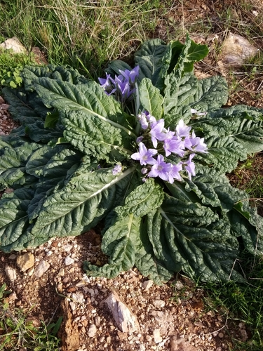 Mandragora officinarum image