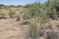 Sporobolus flexuosus