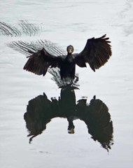 Nannopterum brasilianum