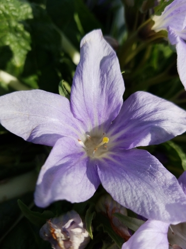 Mandragora officinarum image