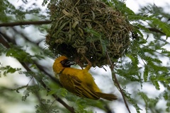 Northern Brown-Throated Weaver photo 3
