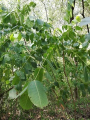 Comocladia macrophylla