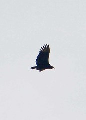 Coragyps atratus