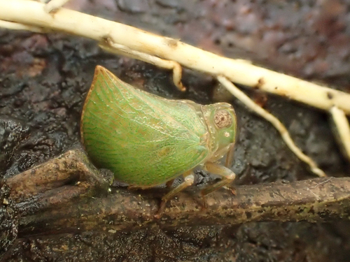Cotylana acutipennis, 2018-06-29