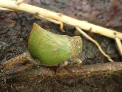 Cotylana acutipennis